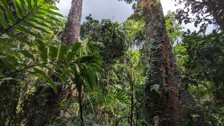 Read more about the article Daintree Rainforest