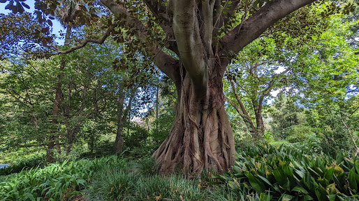 Read more about the article The Botanical Gardens